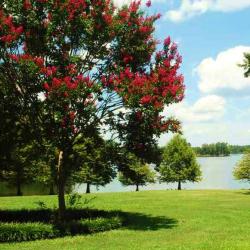 Lake Murray