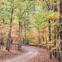 Lynch's Woods Park Fall Leaves