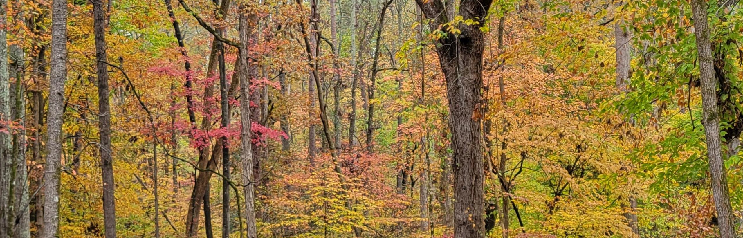 Lynch's Woods Park, Newberry, SC